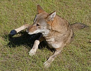 Red Wolf