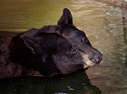 Black Bear Close Up