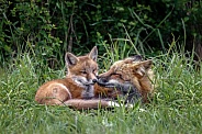 Red Fox--Big Brother Nuzzles