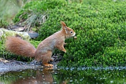 squirrel on the ground in the forest.