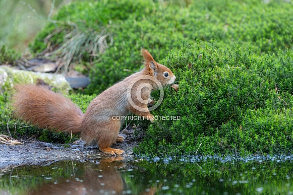 squirrel on the ground in the forest. squirrel on the ground in the forest.