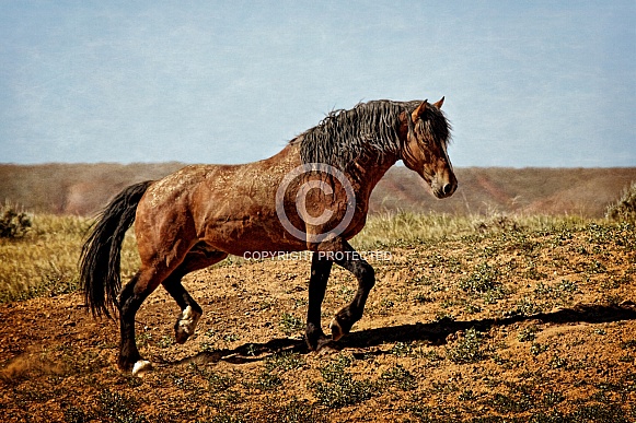 Wild Horse—McCullough Peaks, Wyoming Wild Horse—McCullough Peaks, Wyoming