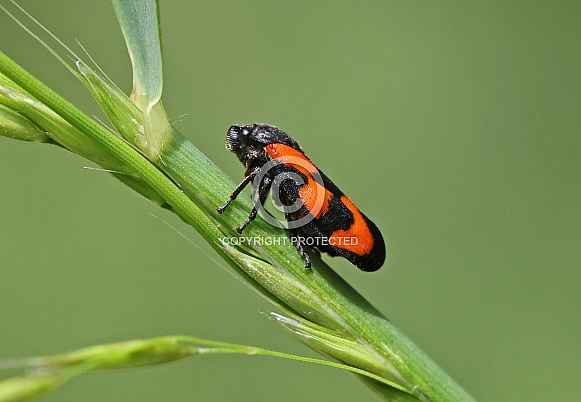 Red and Black Froghopper