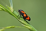 Red and Black Froghopper