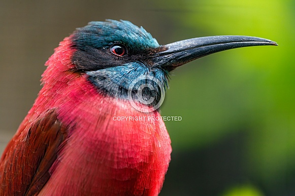Profile of a bee eater Profile of a bee eater