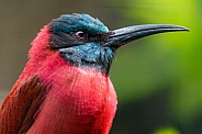 Profile of a bee eater