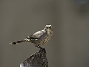 Curved-billed Brown Thrasher in Arizona