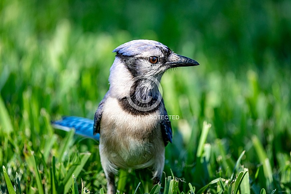 Blue Jay side shot close up Blue Jay side shot close up