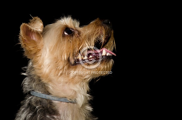 Yorkshire Terrier Yorkshire Terrier