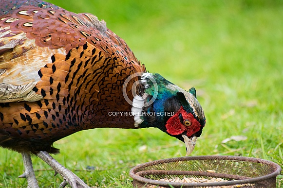 Pheasant
