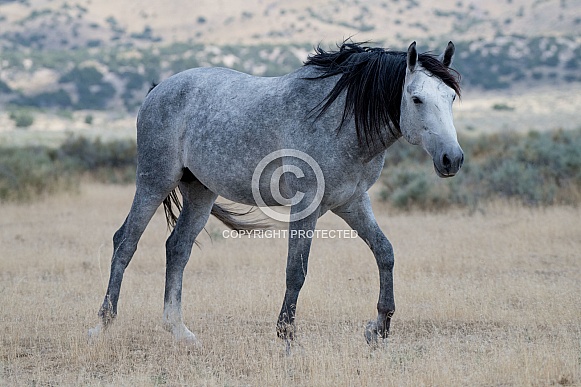 Wild Horses