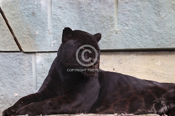 Jaguar (Panthera Onca)