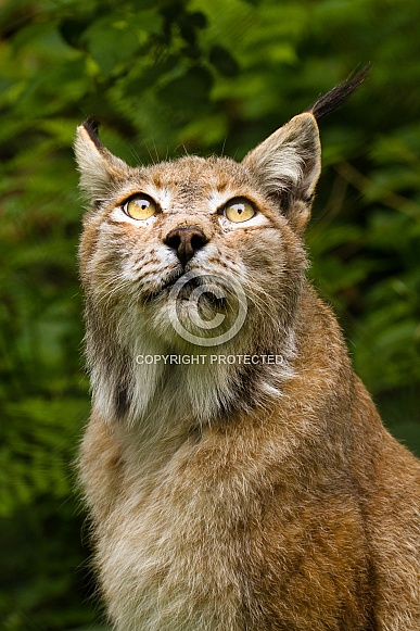 Lynx Lynx