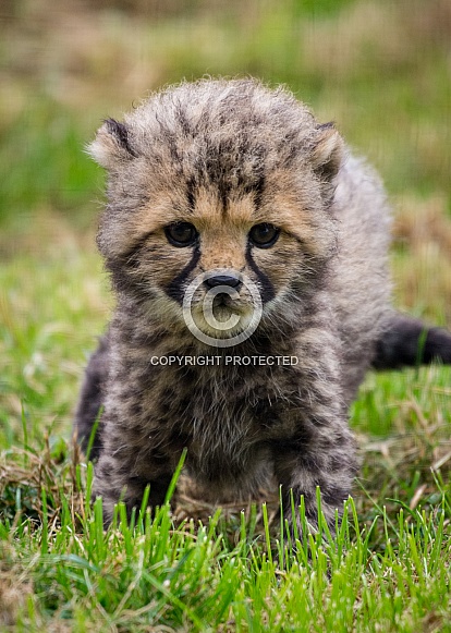 Cheetah Cub