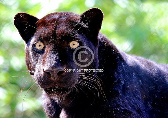 Black Jaguar Black Jaguar