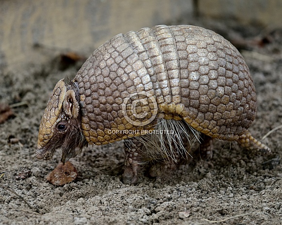 3 banded armadillo 3 banded armadillo