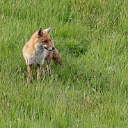 Red fox - standing in spring field