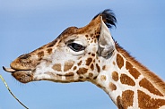 Giraffe portrait