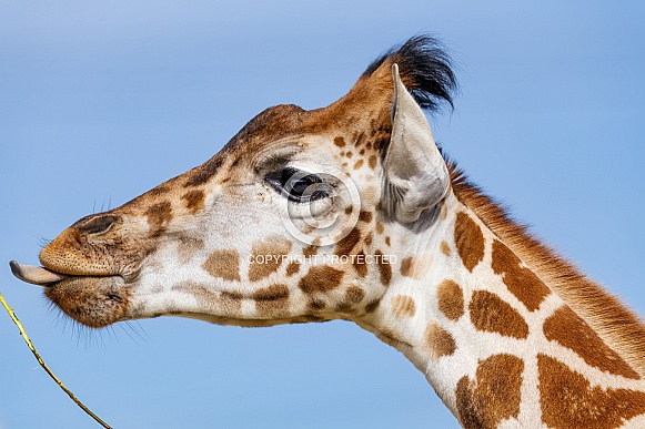 Giraffe portrait