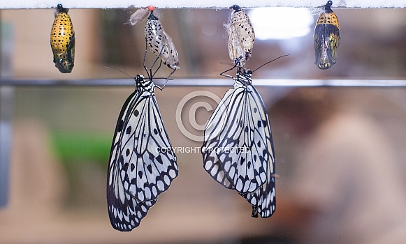 Paper Kite butterflies, Idea leuconoe