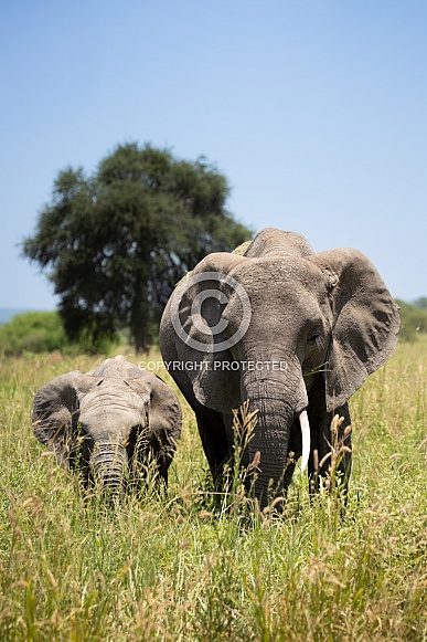 Mother elephant with calf walking in the grass