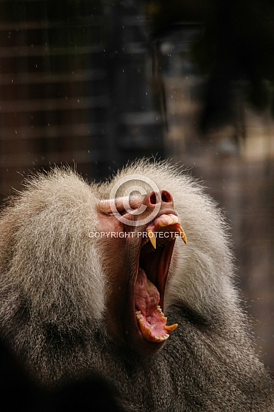 Hamadryas Baboon Hamadryas Baboon