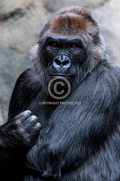 Western Lowland Gorilla