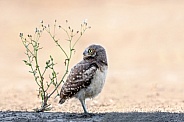 Burrowing Owl--Burrowing Owlet