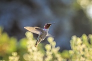 Anna Hummingbird