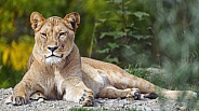 Lioness resting