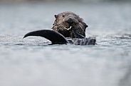 Seaotter at Alaska