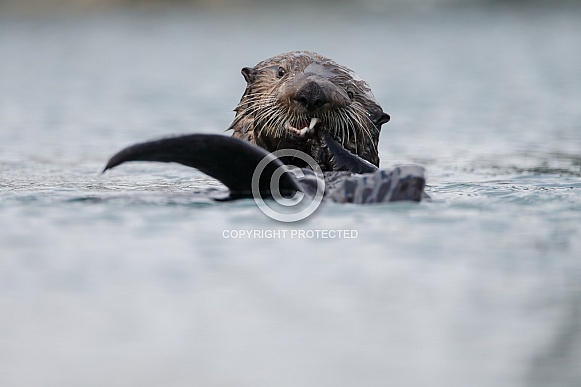 Seaotter at Alaska