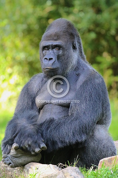 western lowland gorilla