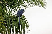 hyacinth macaw close up on a palm tree in the nature habitat