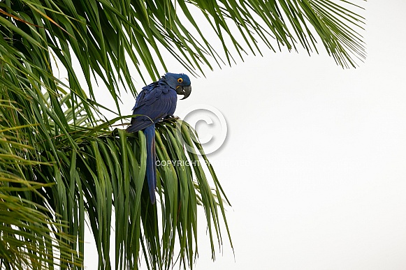 hyacinth macaw close up on a palm tree in the nature habitat