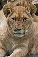 Young African Lioness (Panthera Leo)