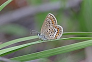 Silver studded Blue