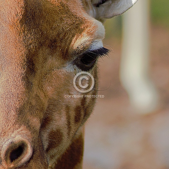 Giraffe Close-Up Giraffe Close-Up
