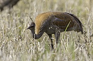 Immature Lesser Sandhill Crane Eating in a Barley Field