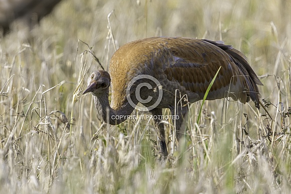 Immature Lesser Sandhill Crane Eating in a Barley Field