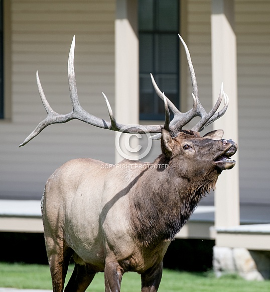 Bull elk