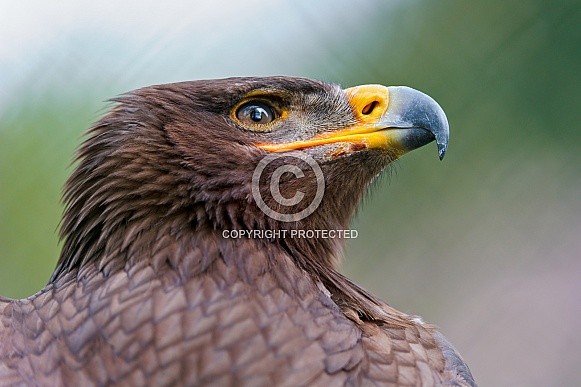 African Kite African Kite