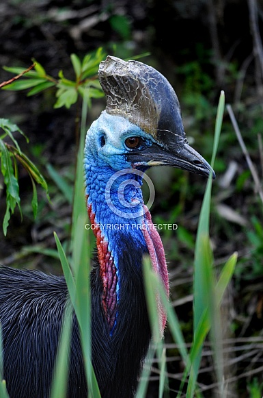 Southern Cassowary (Casuarius casuarius)