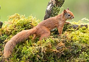 Red Squirrel