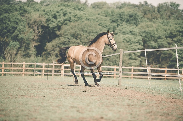 Cantering Dun Cantering Dun