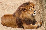 Tawny Lion