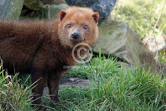 Bush Dog Bush Dog