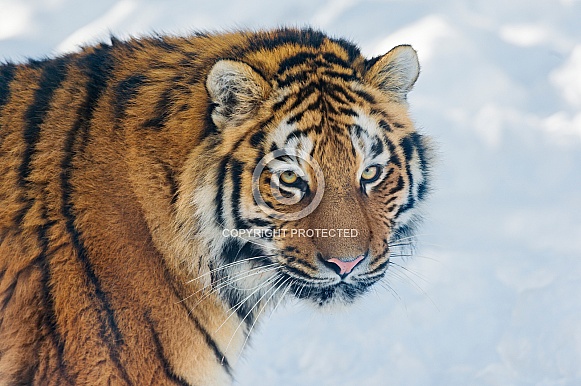 Amur Tiger