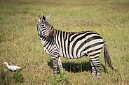 Young male zebra looking for females