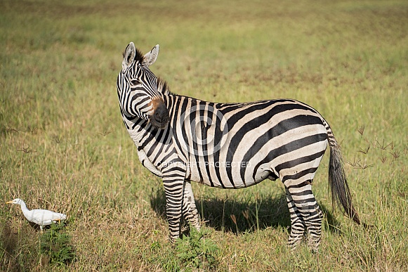 Young male zebra looking for females